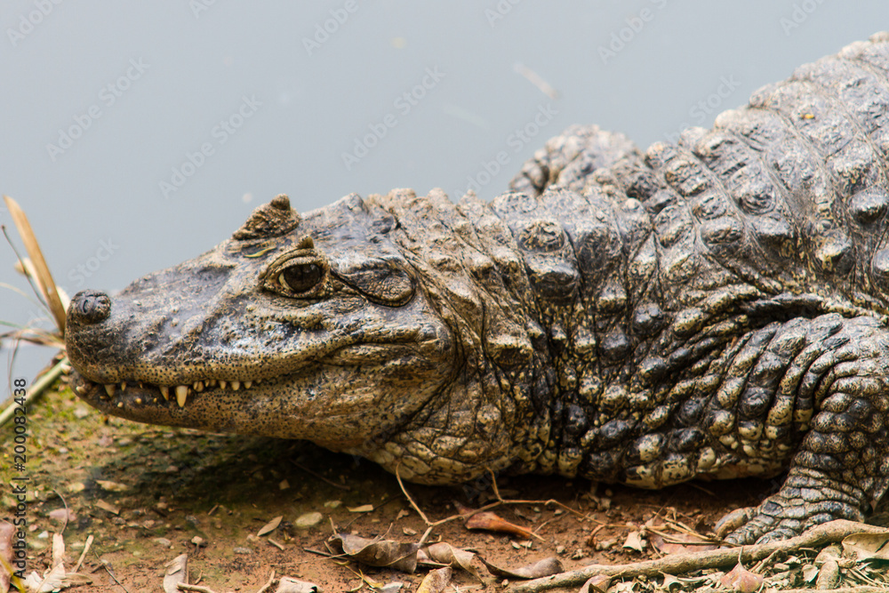 Obraz premium jacaré do papao amrelo