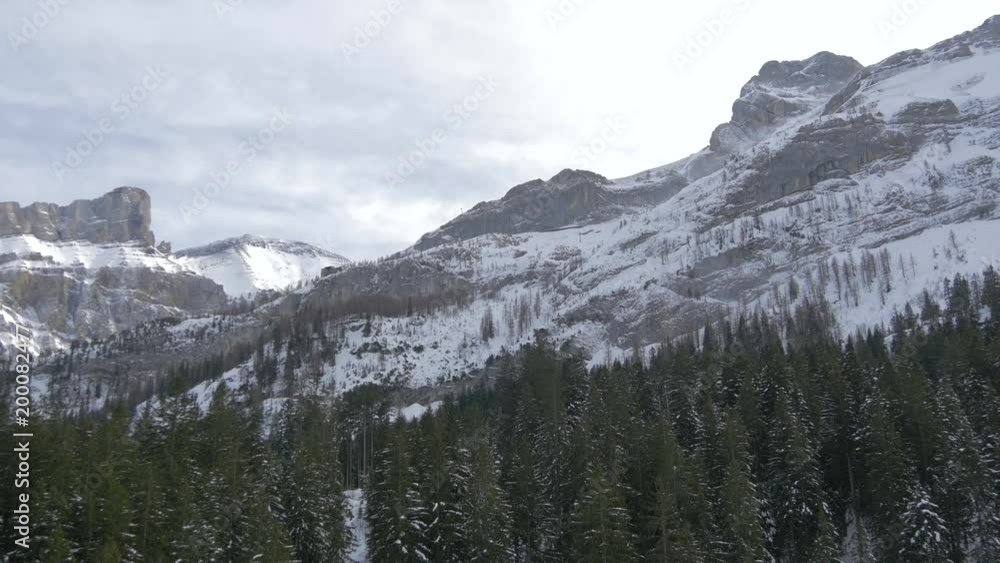 Fir tree forest at a mountain base Fir tree forest at a mountain base