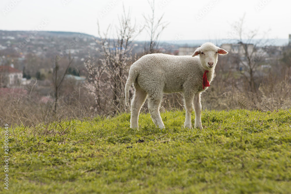 Sheep and goats graze on green grass in spring Sheep and goats graze on green grass in spring