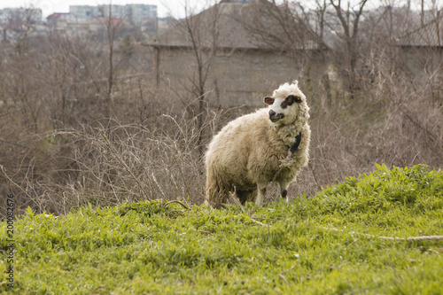 Sheep and goats graze on green grass in spring 