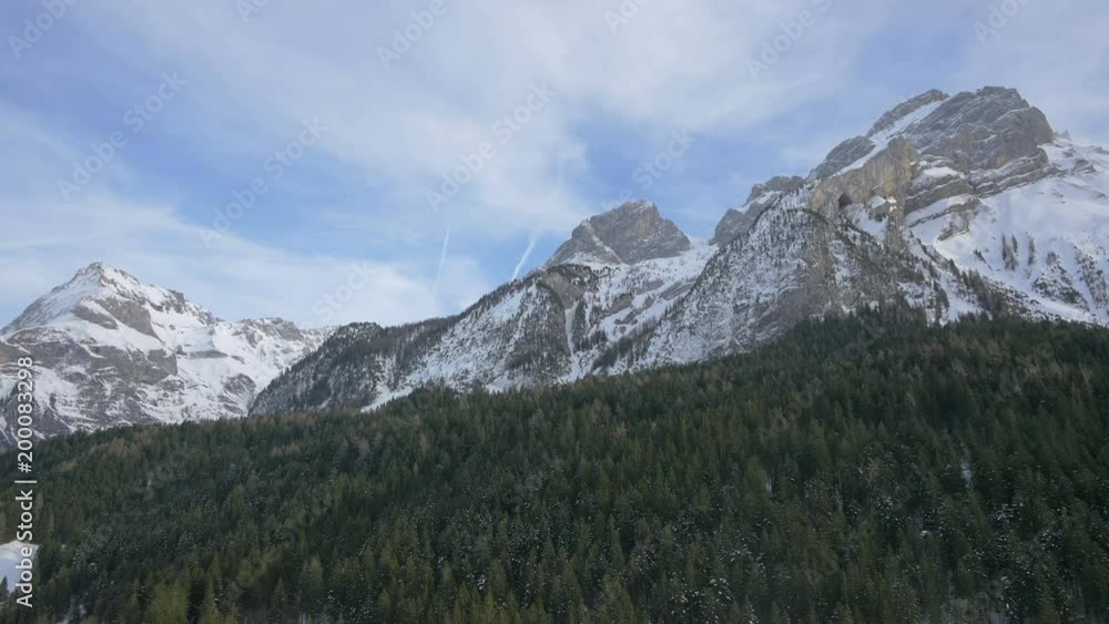 A fir tree forest at a mountain base A fir tree forest at a mountain base