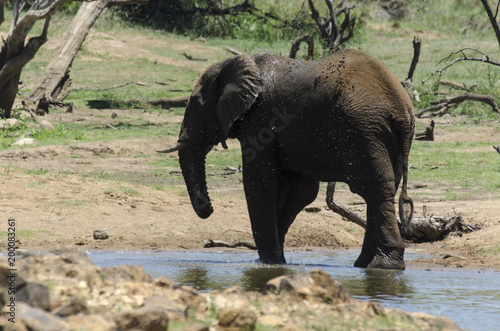 El  phant d Afrique  loxodonta africana  African elephant  Parc national du Pilanesberg  Afrique du Sud