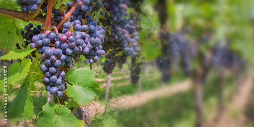 Close up on red black grapes in a vineyard Close up on red black grapes in a vineyard