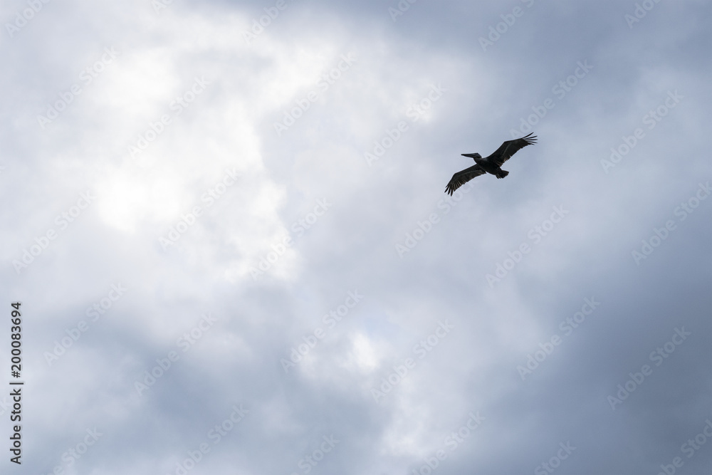 Bewölkter Himmel mit Pelikan