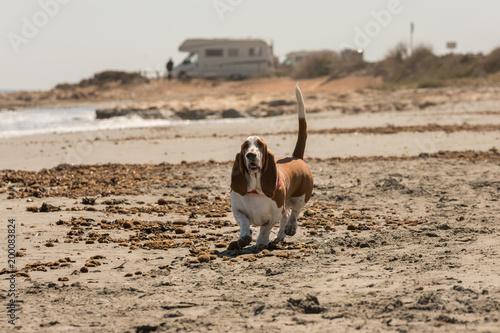 Sticker Beautiful and healthy young dog Basset Hound walking happily by the beach in sum