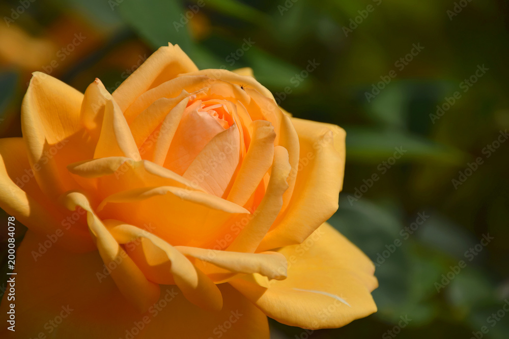 a yellow classic rose in English rose garden / 英国式庭園のクラシックローズ・イエロー(クローズアップ) a yellow classic rose in English rose garden / 英国式庭園のクラシックローズ・イエロー(クローズアップ)