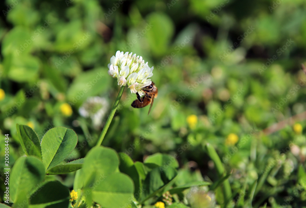 シロツメクサと蜜蜂 シロツメクサと蜜蜂