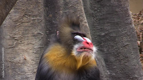 Mandrill (Mandrillus sphinx) yawns