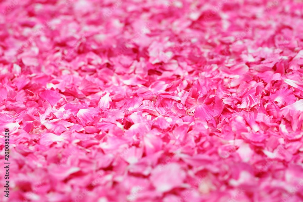 一面の花びら 一面の花びら