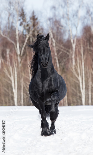 holand horse