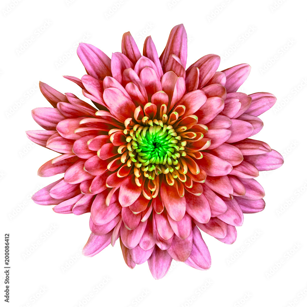 Flower red Chrysanthemum with a green shade inside, isolated on white background. Flower bud close up. Element of design. Flower red Chrysanthemum with a green shade inside, isolated on white background. Flower bud close up. Element of design.