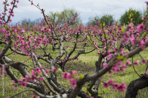 Peach tree garden blooming with pink flowers in orchard. View through tunnel between rows of trees to the mountains. Kakheti, Georgia