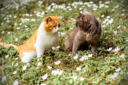 A couple of lovers cats walking along the spring garden in flowers anemones
