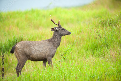 Male Sambar deer on the grassland in the rain.