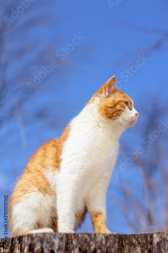 Beautiful red cat sitting in the woods on a hemp on the background of a blue sky © Niko_Dali