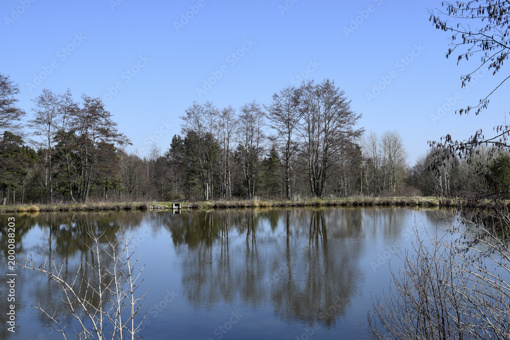 Landscape idyll frog pond reflection