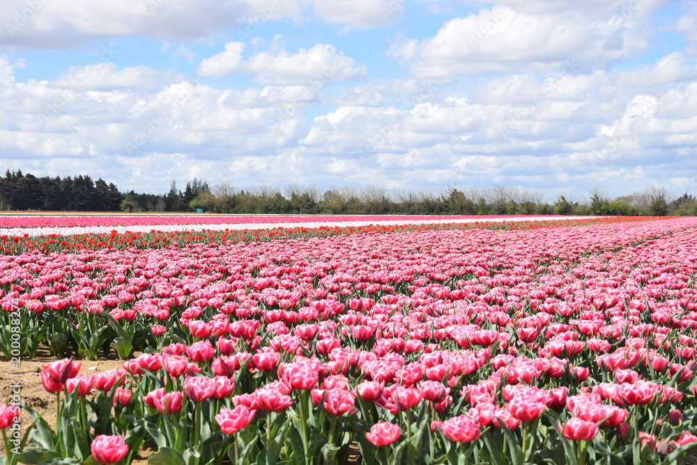 Tulipes, Jonquières