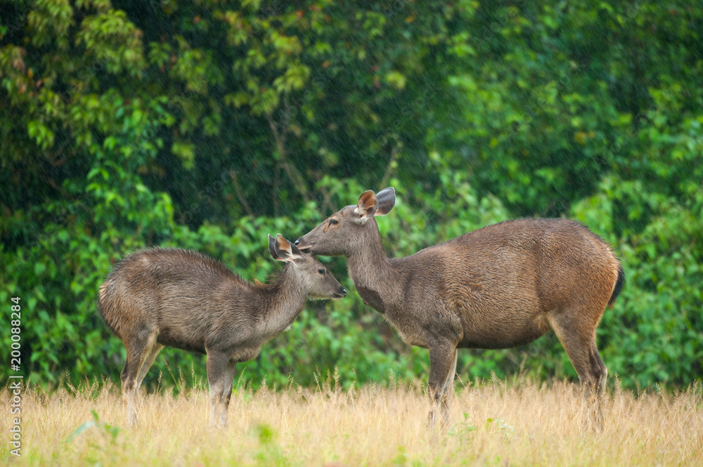 Mother Sambar deer grooming baby deer in the rain. Mother Sambar deer grooming baby deer in the rain.