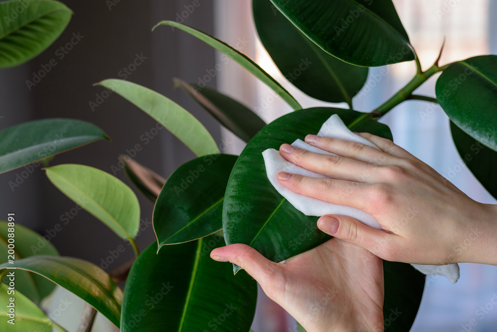 The concept of plant care, women's hands rubbed the large leaves of ficus from dust, real life The concept of plant care, women's hands rubbed the large leaves of ficus from dust, real life