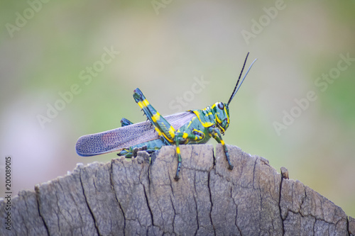 Gafanhoto soldado (Chromacris speciosa)