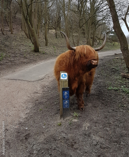 Wild Scottisch Highland cattle in the dunes in The Hague, the Netherlands photo