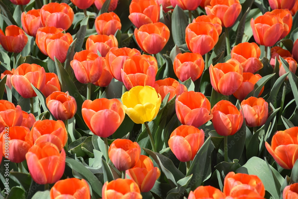 Tulipes, Jonquières Tulipes, Jonquières