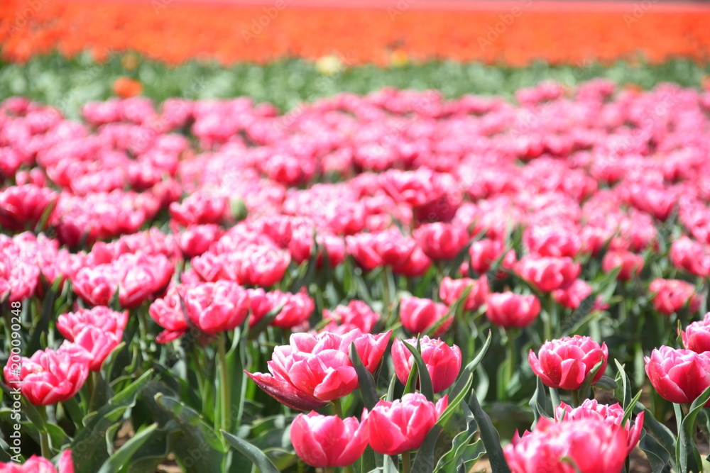 Tulipes, Jonquières