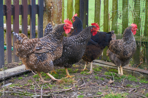 Group of chickens in the garden in front of a fence