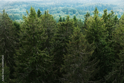 Aerial view of the forest - spruce trees from the top. © SL photo