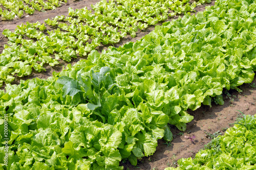 Garden beds with green salad and cabbage on a farm.