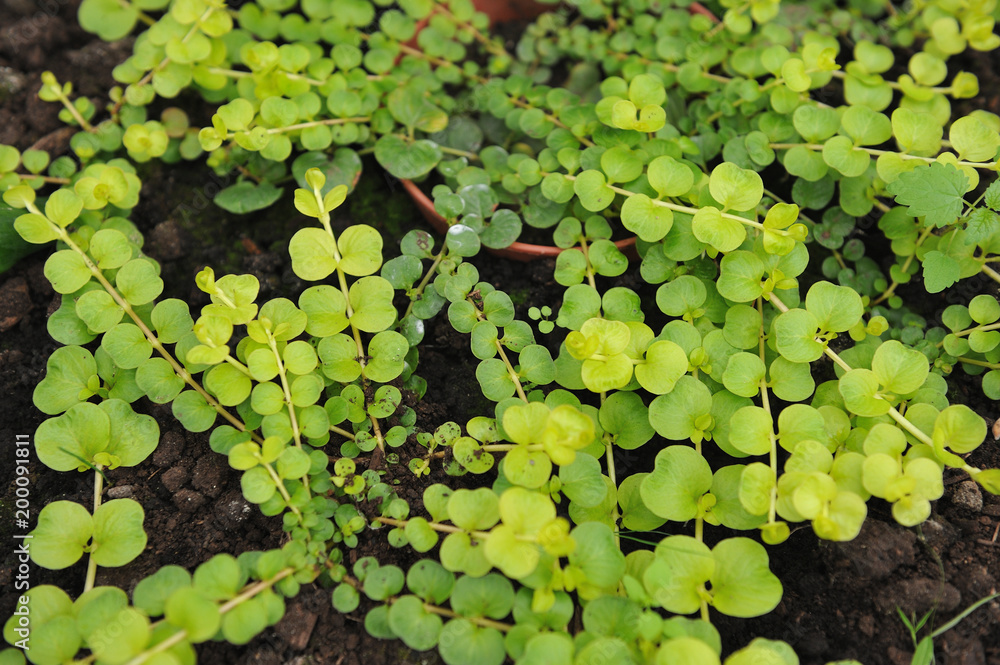 Creeping jenny Creeping jenny