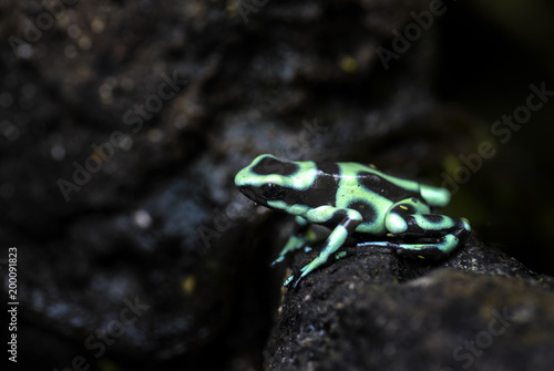 Dart Poison Frog - Dendrobates auratus, green and black frog from Cental America forest, Costa Rica.