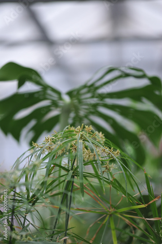 Tsiperus blossom photo