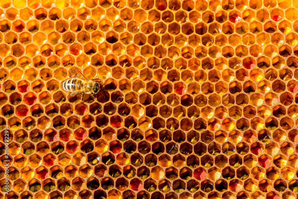 closeup of bees on honeycomb in apiary closeup of bees on honeycomb in apiary