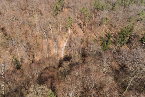 Blick aus der Vogelperspektive in den Mischwald im Frühling