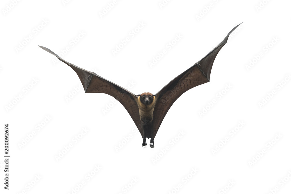 Fototapeta premium Bat flying isolated on white background (Lyle's flying fox)
