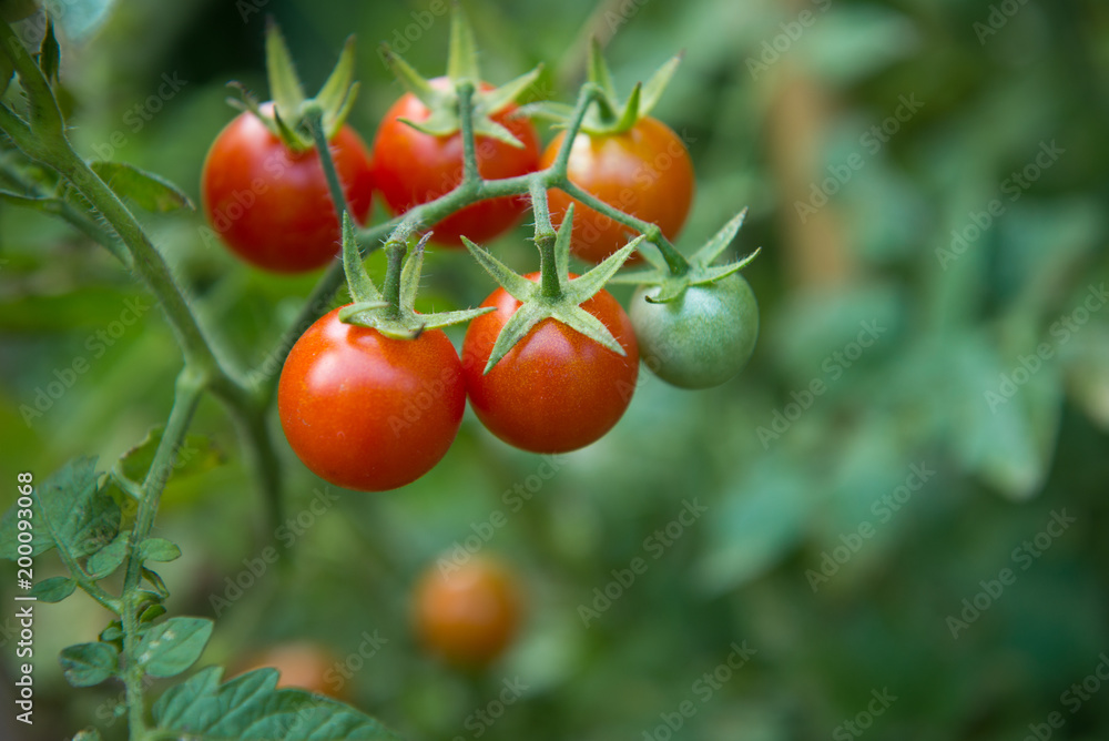 bunch of tomatoes ripe in organic farmland.