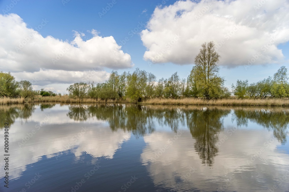Wetland in Oostvaardersplassen, the Netherlands, blue sky with white clouds and nice reflection in water