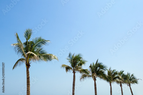 The view on the palm trees on a background of a blue sky. © Nadezhda Zaitceva