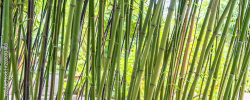 Green bamboos panoramic background