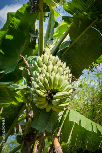 Wallpaper Mural bunch of bananas grow on trees in organic farming gardens. Torontodigital.ca