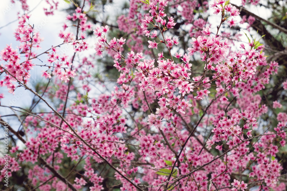 Apricot tree with pink blossom flowers at the springtime. Apricot tree with pink blossom flowers at the springtime.