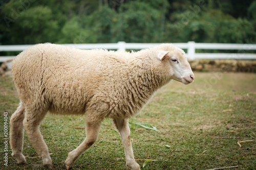 Fototapeta Naklejka Na Ścianę i Meble -  Cute funny happy sheep at outdoor garden nature field valley
