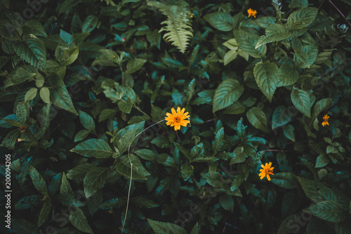 Close up of Yellow Flower Isolated with Foliage Background