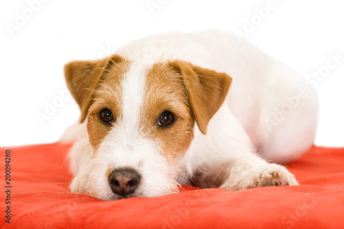 Parson Russel Terrier liegt auf einem Kissen