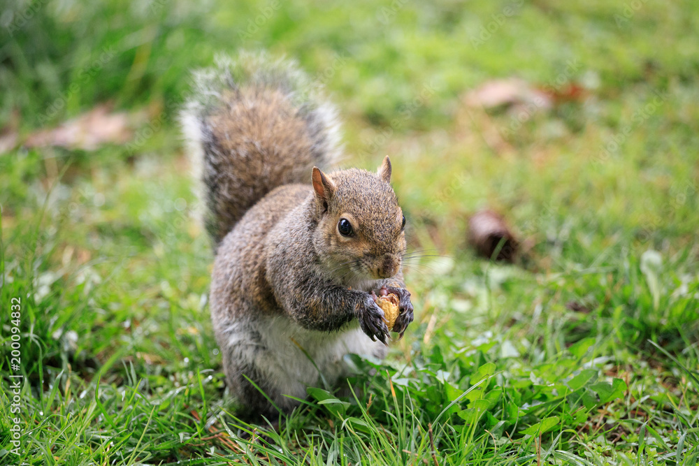 scoiattolo grigio (Sciurus carolinensis) scoiattolo grigio (Sciurus carolinensis)