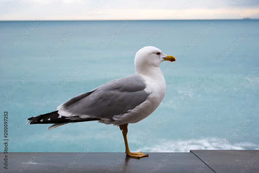 Close-up of seagull watching the sea