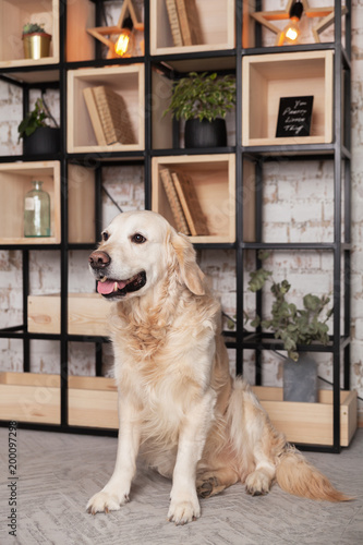 Happy golden retriever puppy dog in loft modern living room photo studio interior with library bookshelf behind vintage brick wall. Art work business pets friendly space concept.