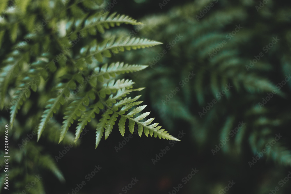 Close-up of Green Plant Leaf with Foliage Pattern Background