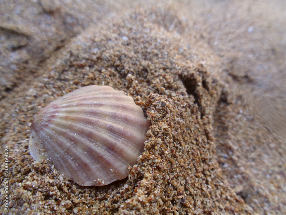 Pebbles, seashells and sand on the beach, shot close-up Pebbles, seashells and sand on the beach, shot close-up